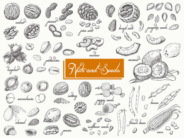 Big collection of isolated nuts and seeds on white background