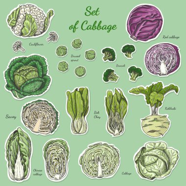 İzole renkli etiket lahana kümesi