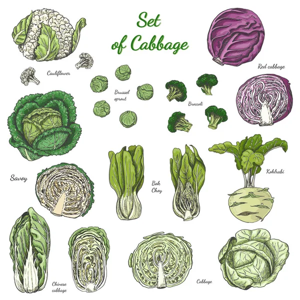 Beyaz arka plan üzerinde izole renkli lahana kümesi