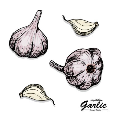 Renk sarımsak kroki tarzı