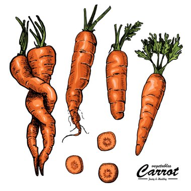 Kroki tarzı renkli havuç