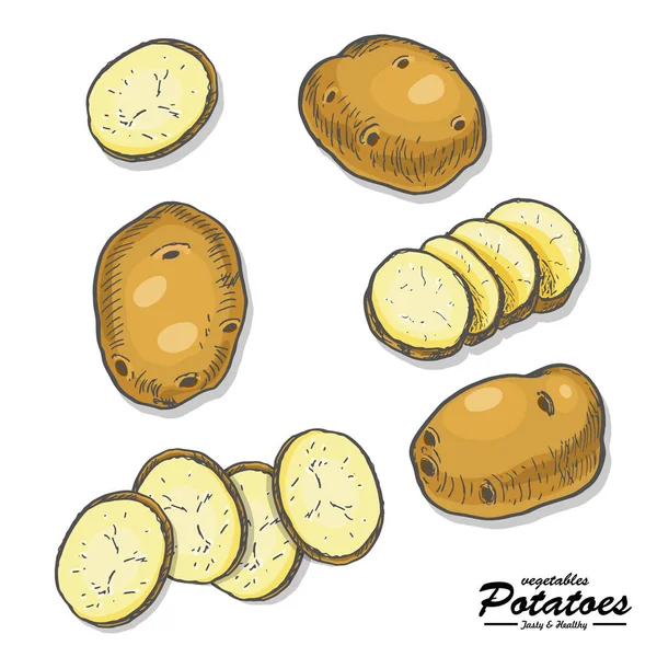 Batatas coloridas em estilo esboço — Vetor de Stock