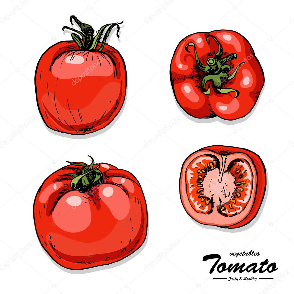 Colorful tomato in sketch style