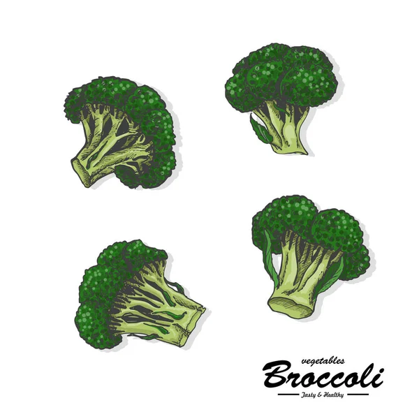 Brócolos coloridos em estilo esboço — Vetor de Stock