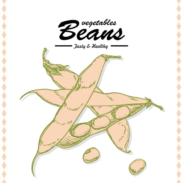 Ruční kreslení obrázku fazolí — Stockový vektor