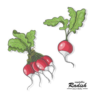 Kroki tarzı renkli turp