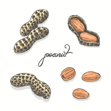 Beyaz bir arka plan üzerinde izole fıstık