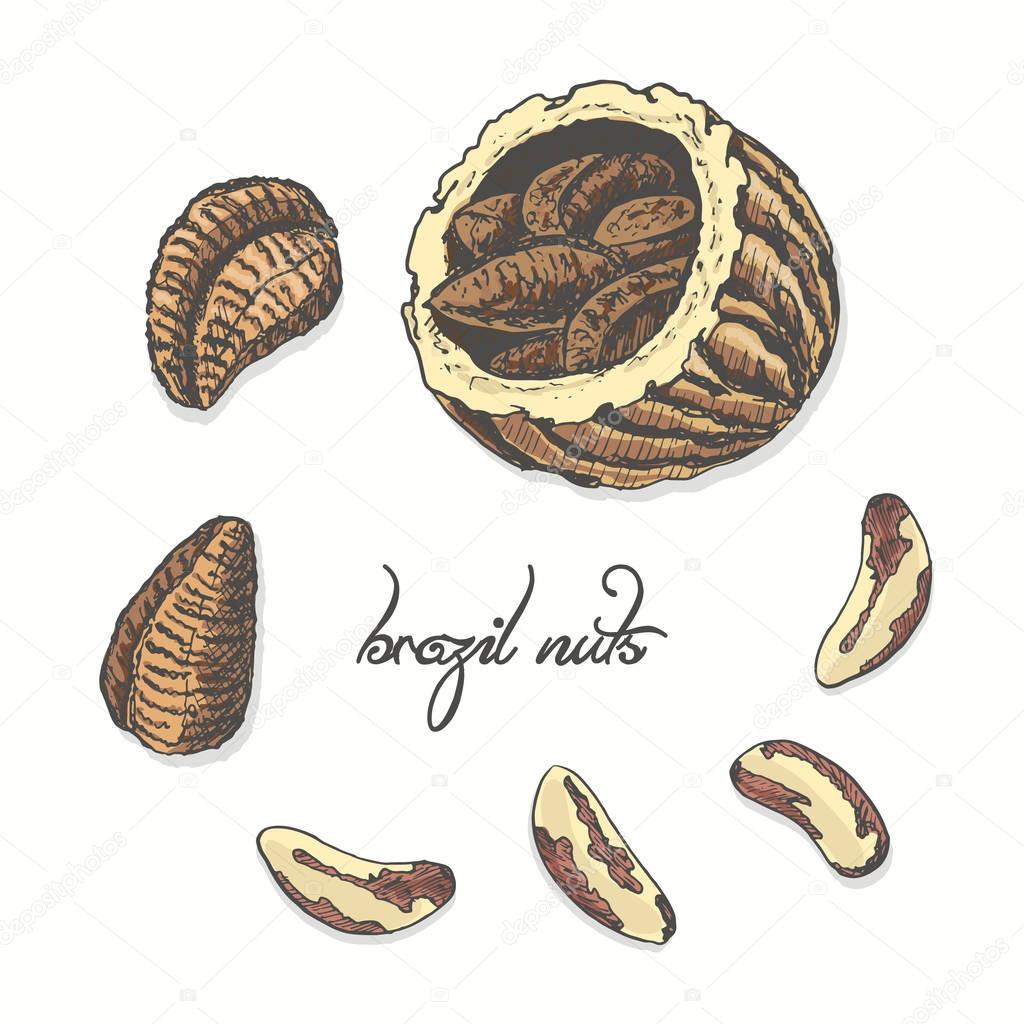 Isolated brazil nuts on a white background