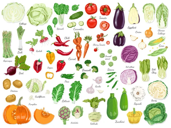 Grand ensemble de légumes colorés — Image vectorielle