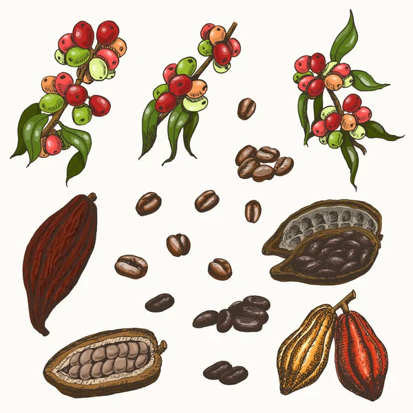 Conjunto vectorial de cacao y café de colores — Vector de stock