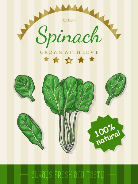 Vector poster with a spinach in a sketch style — Stock Vector