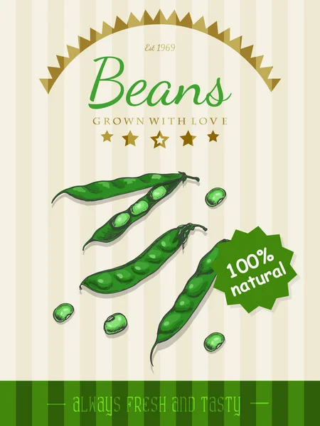 Vector poster with a beans in a sketch style — Stock Vector