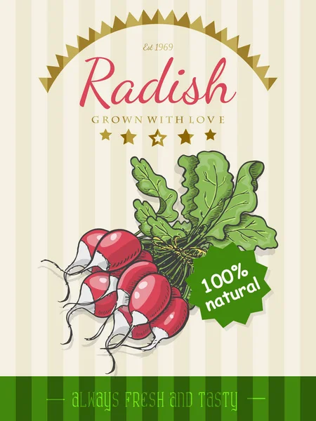 Vector poster with a radish in a sketch style — Stock Vector