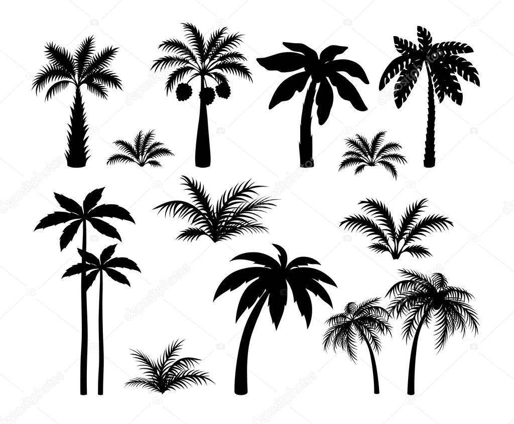 Silhouette palm trees. Set tropical black jungle plants. Black leaves and coconut jungle tree
