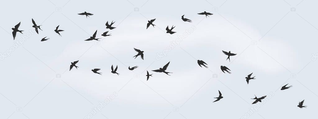 Flying birds silhouette. Flock of black marine birds, doves, seagulls or swallows isolated on white background. Vector freedom concept