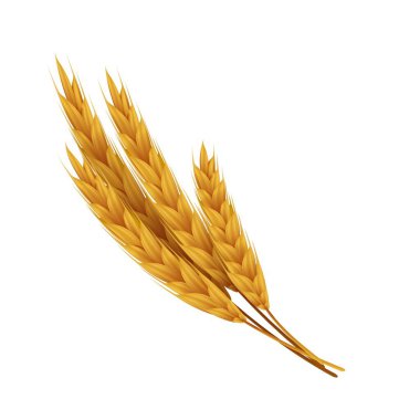 Tahıllı, gerçekçi buğday kulakları. Fırın için sarı çavdar. Vektör tarımsal sağlıklı gıda ve hasat tohumları
