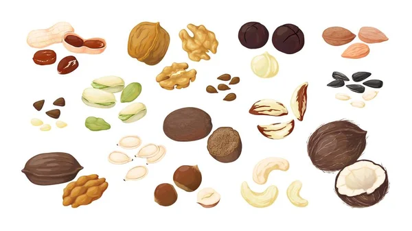 Nueces de dibujos animados. Almendra cacahuete nuez avellana pistacho macadamia pacan lino coco girasol calabaza plana semillas detalladas y frutos secos vector conjunto — Vector de stock