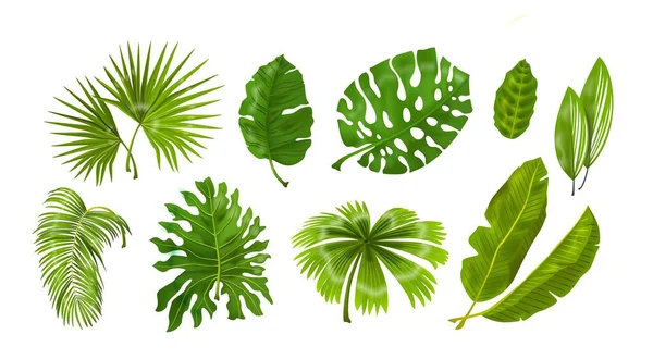 Plantas tropicales. Monstera y hojas de la selva de palma, follaje exótico verde, colección botánica decorativa de la naturaleza. Set aislado vectorial — Archivo Imágenes Vectoriales