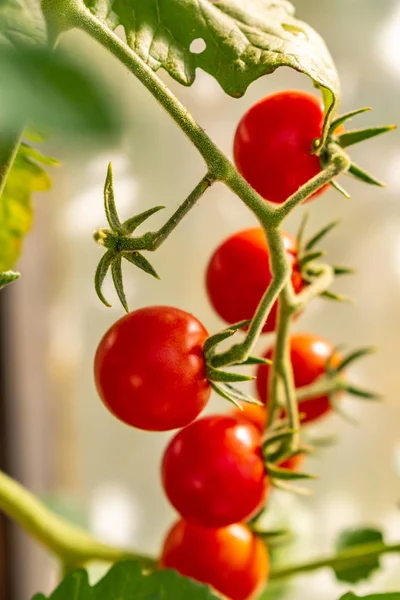 Özel bir serada taze kiraz domatesleri, organik olarak yetiştirilmiş. — Stok fotoğraf