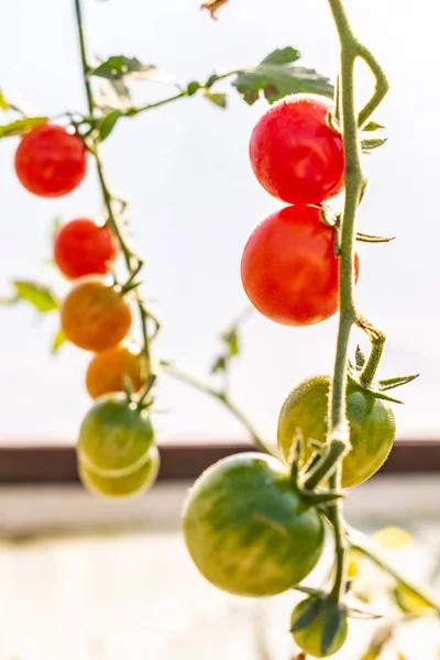 Güzel olgun ve olgunlaşmamış domatesler özel bir serada, organik olarak yetiştirilmiş. — Stok fotoğraf