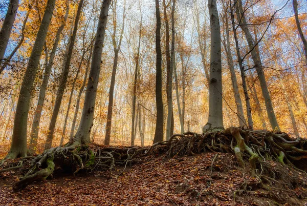 Barevná podzimní scéna v lese kolem Obanya, Maďarsko — Stock fotografie