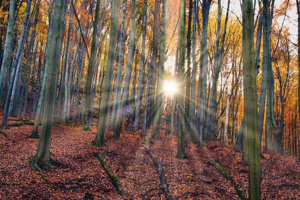 Sluneční paprsky osvětlující kouzelný podzimní les v Obanyi, Maďarsko — Stock fotografie