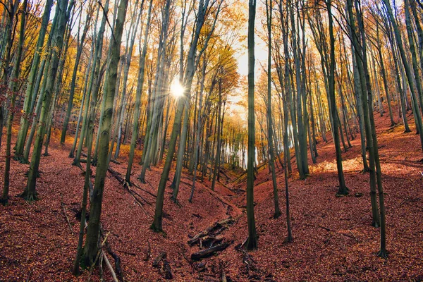 Sluneční paprsky osvětlující kouzelný podzimní les v Obanyi, Maďarsko — Stock fotografie