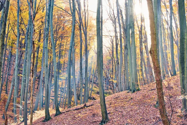 Raggi di sole illuminano le foglie che cadono nella magica foresta autunnale vicino a Obanya, Ungheria — Foto Stock