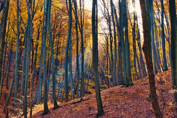 Raggi di sole illuminano le foglie che cadono nella magica foresta autunnale vicino a Obanya, Ungheria — Foto Stock