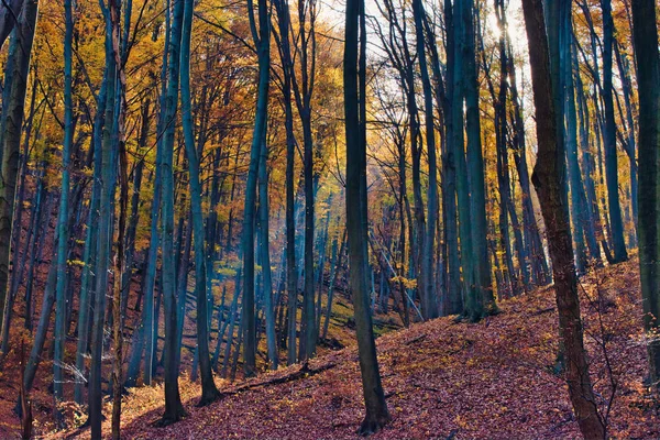 Sluneční paprsky osvětlující padající listí v kouzelném podzimním lese poblíž Obanya, Maďarsko — Stock fotografie