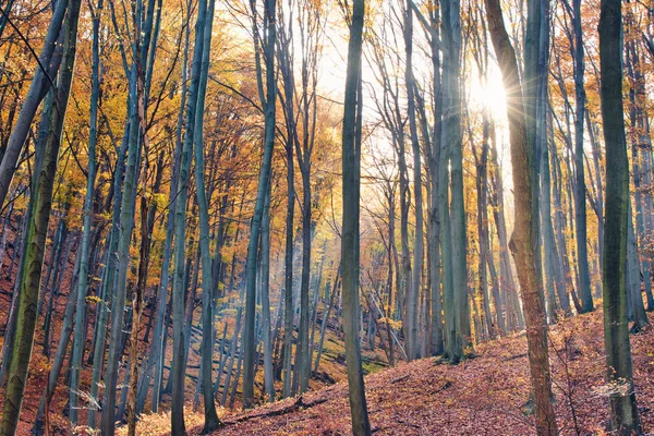 Sluneční paprsky osvětlující padající listí v kouzelném podzimním lese poblíž Obanya, Maďarsko — Stock fotografie