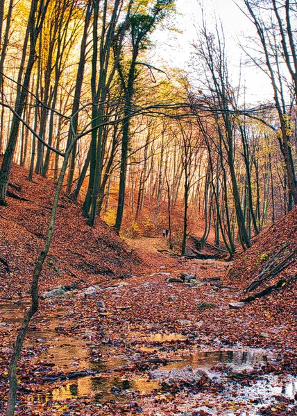 Odrazy v kalužích podzimního lesa u Obanyi, Maďarsko — Stock fotografie