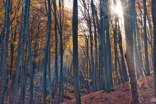 Sluneční paprsky osvětlující padající listí v kouzelném podzimním lese poblíž Obanya, Maďarsko — Stock fotografie