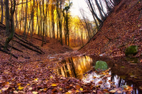 Размышления в лужах осеннего леса в Обании, Венгрия — стоковое фото