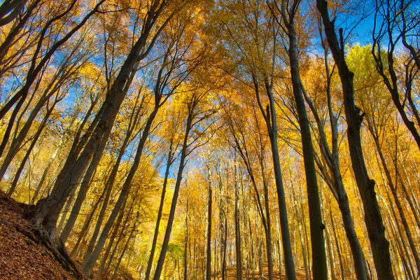 Colorata scena autunnale nella foresta intorno a Obanya in Ungheria, Europa — Foto Stock