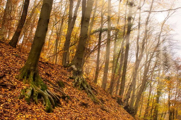 Raios de sol iluminando a floresta mágica de outono perto de Obanya, Hungria — Fotografia de Stock