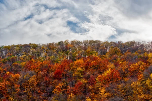 Živé barvy lesa s zamračenou modrou oblohou — Stock fotografie
