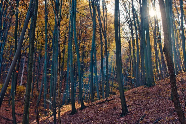 Sunbeams illuminating falling leaves in the magical autumn forest near Obanya, Hungary Stock Picture