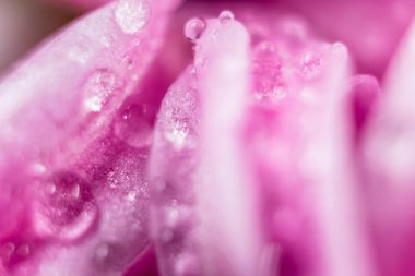 Üzerinde su dopları olan pembe sümbül yapraklarının makro fotoğrafı.