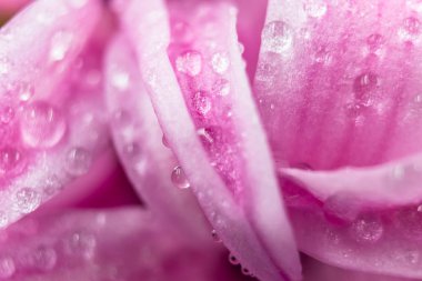 Üzerinde su dopları olan pembe sümbül yapraklarının makro fotoğrafı.