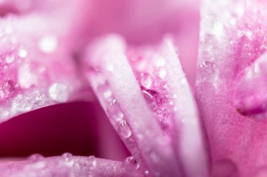 Üzerinde su dopları olan pembe sümbül yapraklarının makro fotoğrafı.