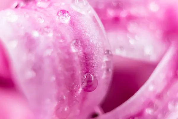 Üzerinde su dopları olan pembe sümbül yapraklarının makro fotoğrafı.