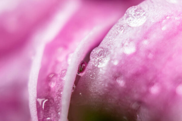 Macro photo of pink hyacinth petals with waterdops on them