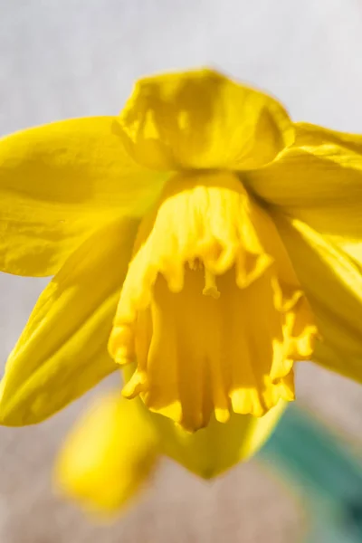 하나의 노란 꽃이 피는 나르시스의 확대 사진 — 스톡 사진