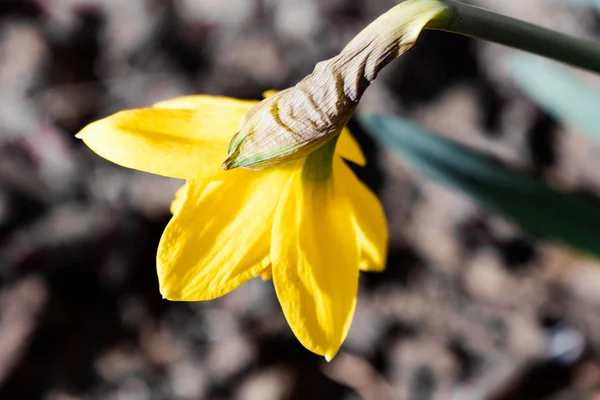 Jednotlivé žluté kvetoucí narcisy zblízka — Stock fotografie