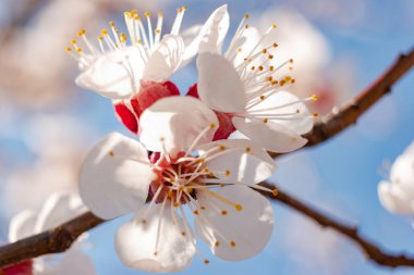 Bahar zamanı çiçek açan ağaç kabuğu.