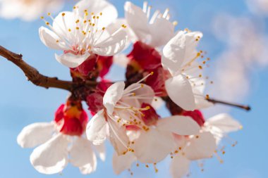Bahar zamanı çiçek açan ağaç kabuğu.