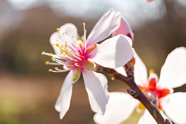 Gros plan sur la floraison de l'écorce de hêtre au moment de l'épingle — Photo