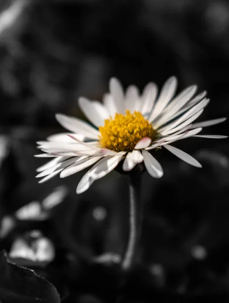 Pequena margarida crescendo no jardim com fundo preto e branco — Fotografia de Stock