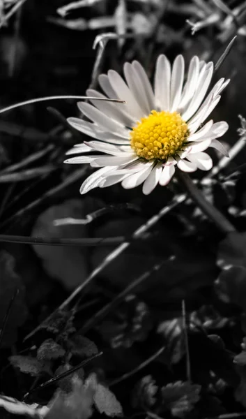 Kleine Gänseblümchen wachsen im Garten mit schwarz-weißem Hintergrund — Stockfoto